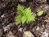 2002-05-17-020-rattlesnake-fern_3.jpg