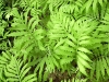 2002-06-11-002-sensitive-fern_2.jpg