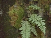 2002-06-11-029-fragile-fern-fragilis-fragilis_2.jpg