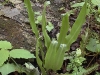 2002-06-13-011-harts-tongue-fern_2.jpg