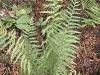 2002-09-14-023-marsh-fern-fertile-frondsmacgregor.jpg