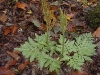 2002-10-22-059-dissected-grape-fern.jpg