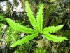 2003-06-14-422-northern-holly-fern.jpg