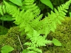 2003-06-14-426-bulblet-fern_2.jpg