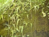 2003-06-21-040-walking-fern_2.jpg