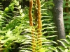 Ferns