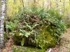 2003-10-14-655-marginal-shield-and-polypody_2.jpg