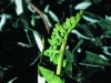 grape-fern.jpg