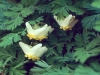 Dutchmans Breeches