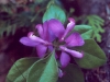 Fringed Polygala