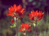 Wildflowers