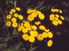 Tansy