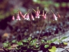 Twin Flower