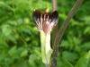 Jack-in-the-Pulpit