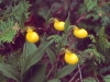 Yellow Lady's Slipper