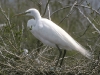 George Peck's Birds