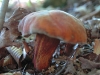 Boletus Subvelutipes