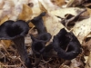Mushrooms