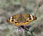 Common Buckeye