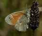 Common Ringlet