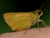 Delaware Sskipper
