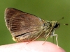 Dun Skipper