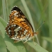 Harris's Checkerspot