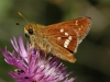 Leonard's-Skipper