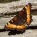 Milbert's Tortoiseshell
