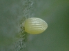 Monarch Egg