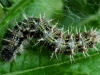 Painted Lady