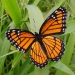Viceroy
