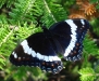 White Admiral