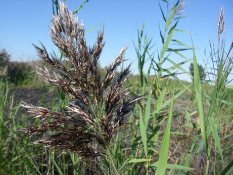 phragmites