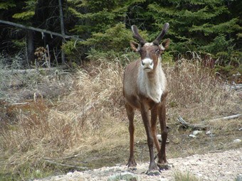 Photo By Ted Armstrong