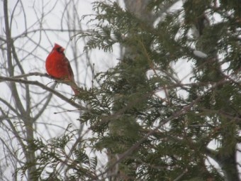 Northern Cardinal on the Hibou trail (Photo by John Dickson)