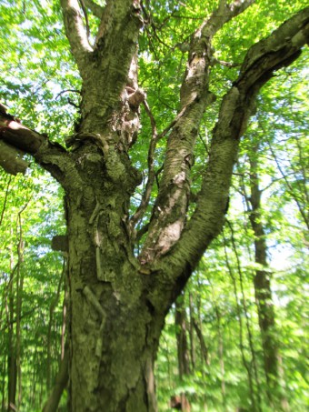 Yellow Birch (Photo By John Dickson)