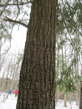 This tree displays the many holes created by a Yellow-bellied Sapsucker, in the forest of the Flesherton Hills (Photo by John Dickson)